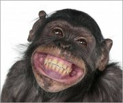 Obd-skTtT-aj_rrrrrrr_RRRRR-q8dhcgdQqQ-ak-обезьяна-улыбается.jpg