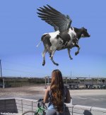 Flying-cow-16791.jpg