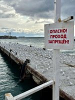 Чайки опасные.jpg