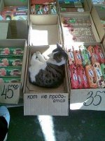 vidat-chasto_30379-1.jpg