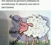 Овечка.jpg