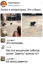 Волкодав.jpg