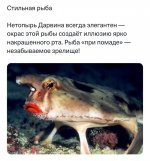 Рыба.jpg
