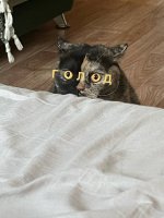 64219295_original.jpg