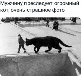 64222196_original.jpg