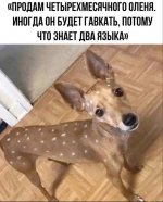 олень.jpg