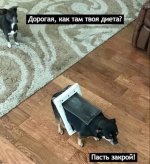 диета.jpg