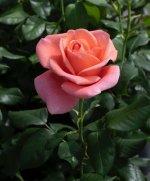 IMG_1809.jpeg