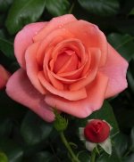 IMG_1808.jpeg