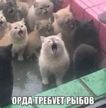 1748100075649.webp