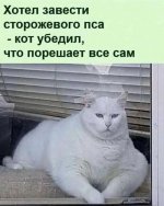 66098832_original.jpg