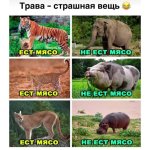 ТРАВА.jpg