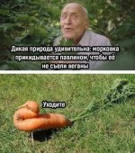 веганы.jpg