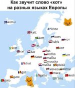 кот 1.jpg