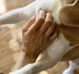 how-old-do-her-hands-look-and-why-is-she-pinching-the-dog-v0-27kskevo92df1.jpeg