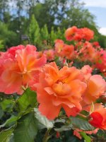 IMG_20250715_170034.jpg