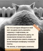 кот.jpg