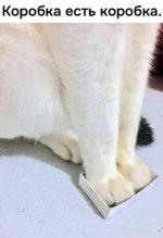 коробка.jpg