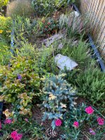 IMG_2397.jpeg