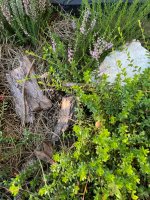 IMG_2399.jpeg