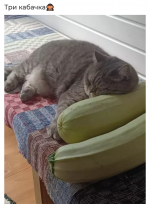 1756232323740.png