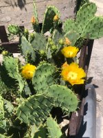 IMG_9149.jpeg