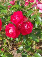 IMG_20250927_141320.jpg
