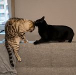 IMG_4529.jpeg