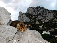 гора кошка с кошкой.jpg