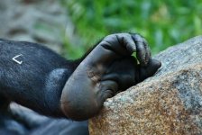 gorilla-photo-u9.jpg