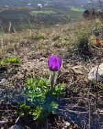 СТ 1.jpg СТ 1.jpg