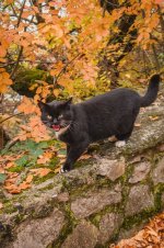 Лив 5.jpg Лив 5.jpg