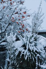 Ялта снег.jpg