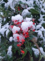 Ялта снег 1.jpg