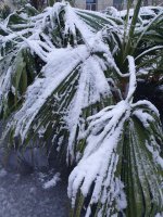 Ялта снег 2.jpg