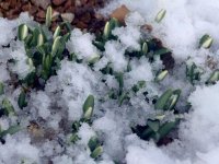 Ливадия 12.jpg Ливадия 12.jpg