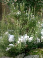 Ливадия 12 1.jpg Ливадия 12 1.jpg