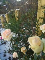 Ливадия 12 2.jpg Ливадия 12 2.jpg