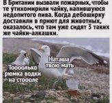 ЧАЙКИ АЛКАШКИ.jpg