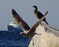 Чайка корабль баклан.jpg