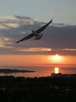 чайка закат.jpg