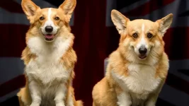 corgis-isabel_96.webp