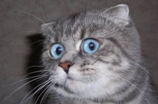 12783