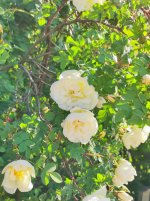 IMG_20230603_190448.jpg