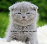 cute-gray-kitten-fur-white-blanket-nature_407837-767.jpg