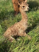 IMG_7424.jpeg
