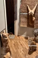 1772276747444.webp