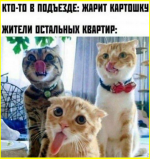 image (242).png