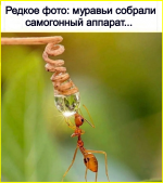 image (2728).png