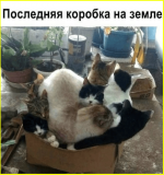 038f04ddf77540719e21aa5129b7cd50.png